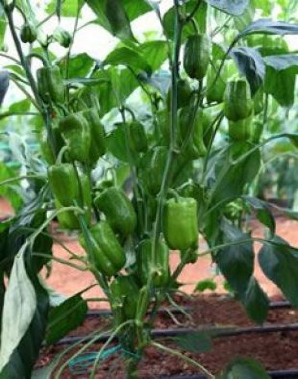 Antep Acı Dolmalık Biber Tohumu Ekim Seti - Resim 4