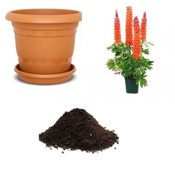 İthal Lupino Çiçeği Tohumu Ekim Seti