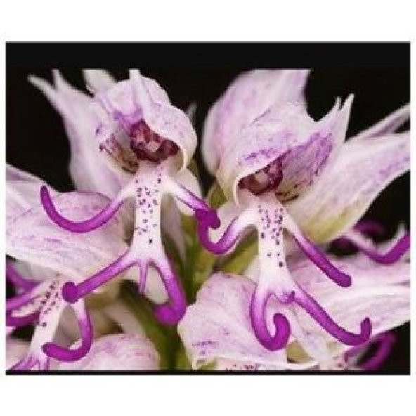 İthal İnsan Orkide Tohumu Ekim Seti - Resim 5