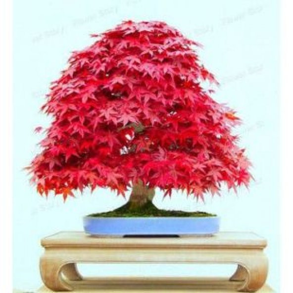 İthal Negundo Bonzai Ağacı Tohumu Ekim Seti - Resim 5