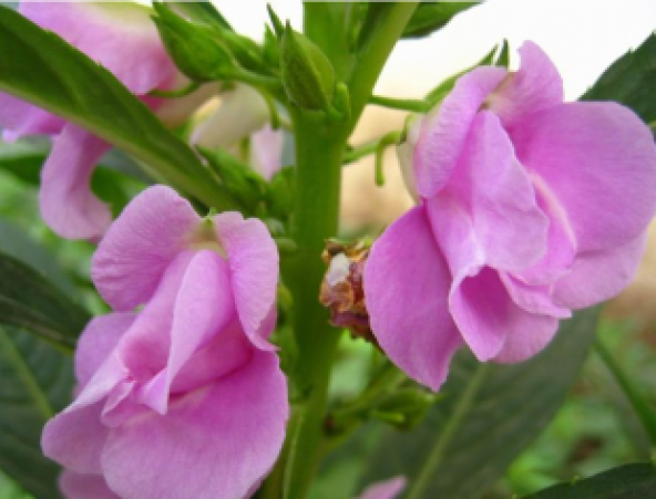 Türbe Çiçeği Tohumu Ekim Seti - Resim 4