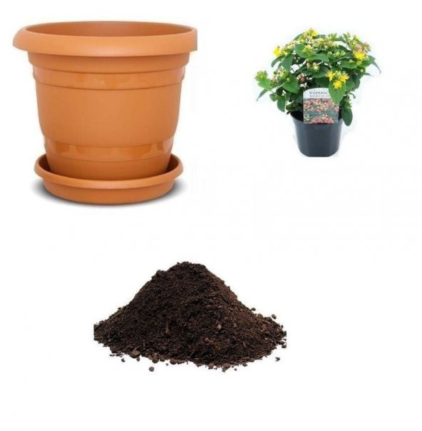 Nadir Sarı Kantoron Tohumu Ekim Seti