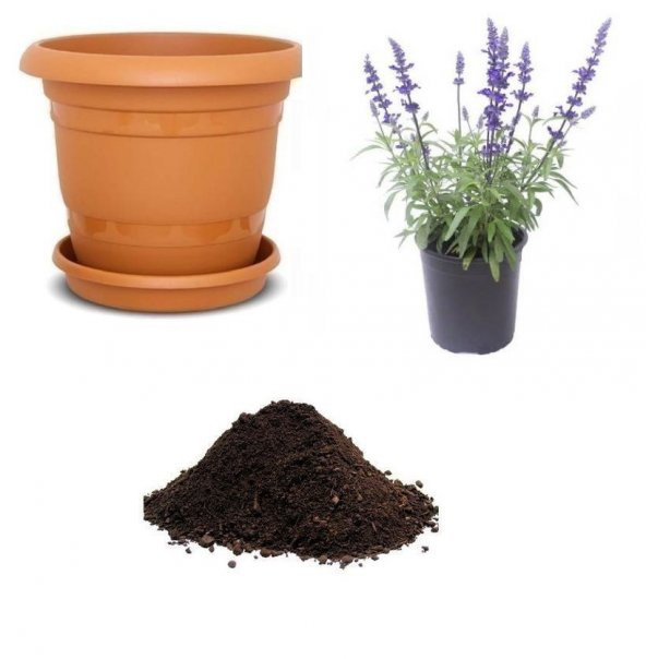 Nadir Ada Çayı Tohumu Ekim Seti