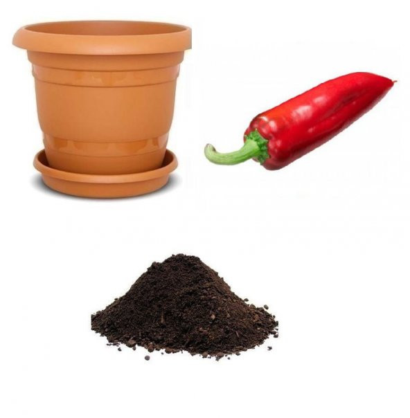 Nadir Tatlı Giand Marconi Biber Tohumu Ekim Seti