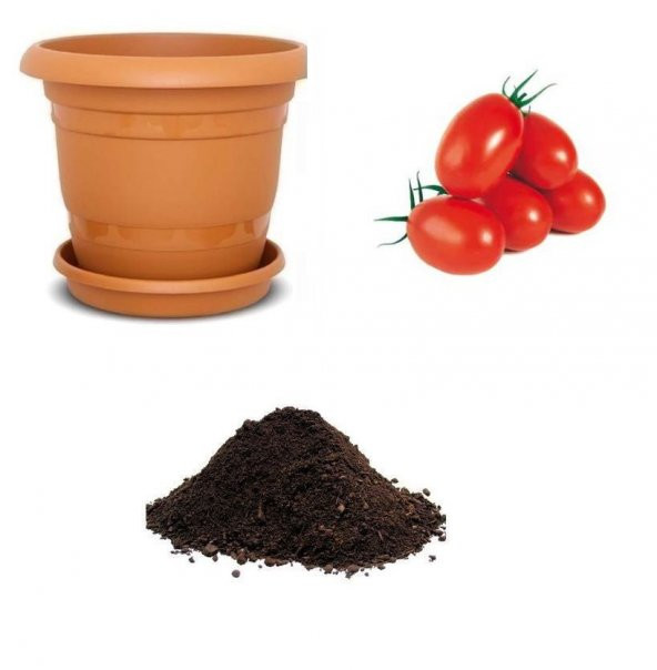 Thailand Yumurta Domates Tohumu Ekim Seti