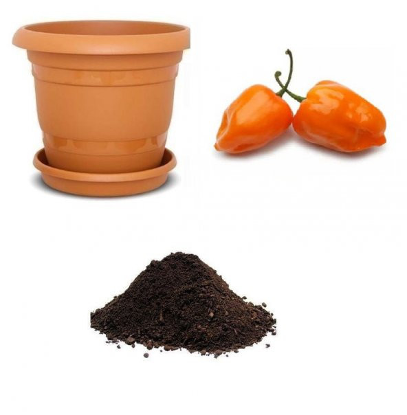 İthal Çok Acı Habanero Biber Tohumu Ekim Seti ürün görseli
