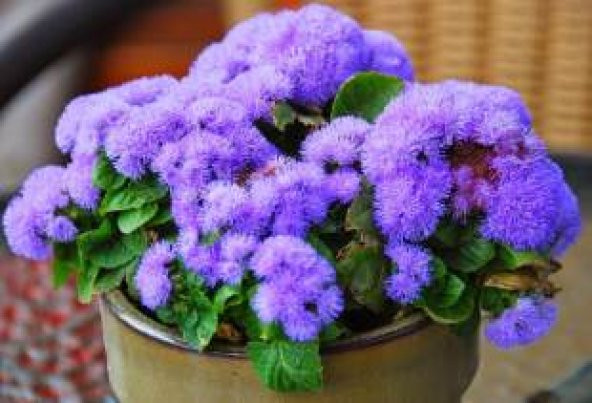 İthal Mavi Ageratum Çiçeği Tohumu Ekim Seti - 4