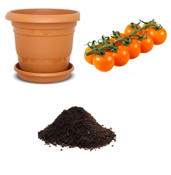 Nadir Turuncu Domates Tohumu Ekim Seti