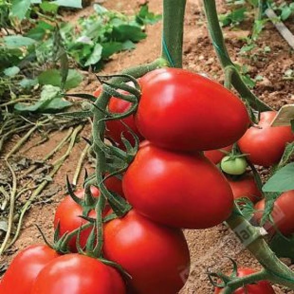 Thailand Yumurta Domates Tohumu Ekim Seti - 3