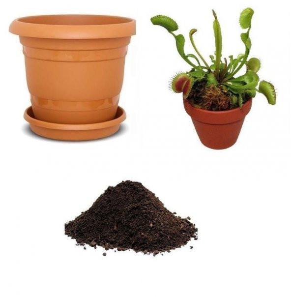 İthal Venus Fly Trap Tohumu Ekim Seti