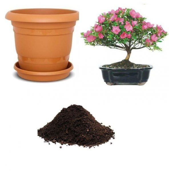 İthal Orkide Bonzai Ağacı Tohumu Ekim Seti ürün görseli