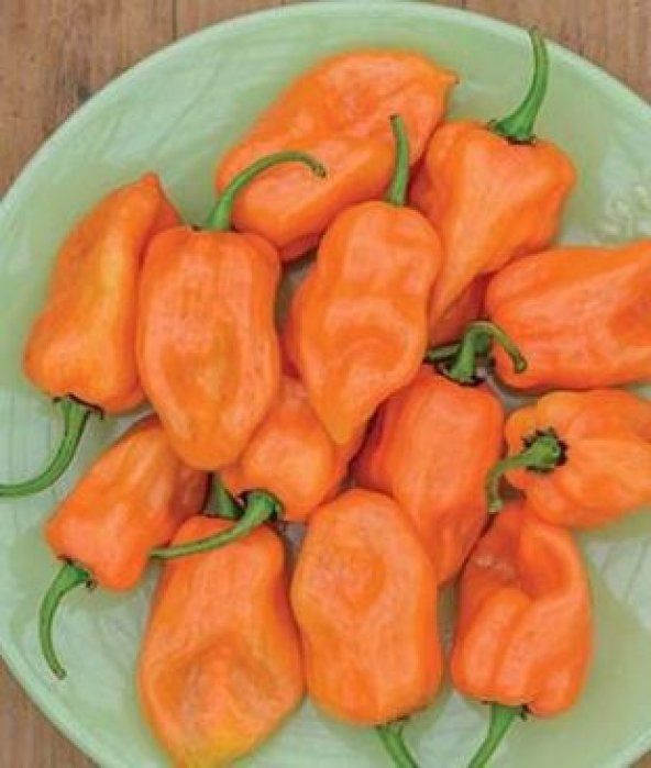 İthal Çok Acı Habanero Biber Tohumu Ekim Seti - Resim 4