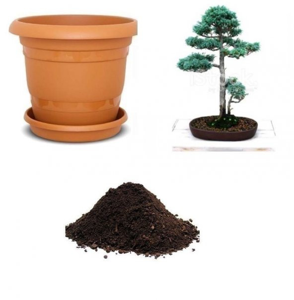 İthal Mavi Selvi Bonzai Ağacı Tohumu Ekim Seti - 1