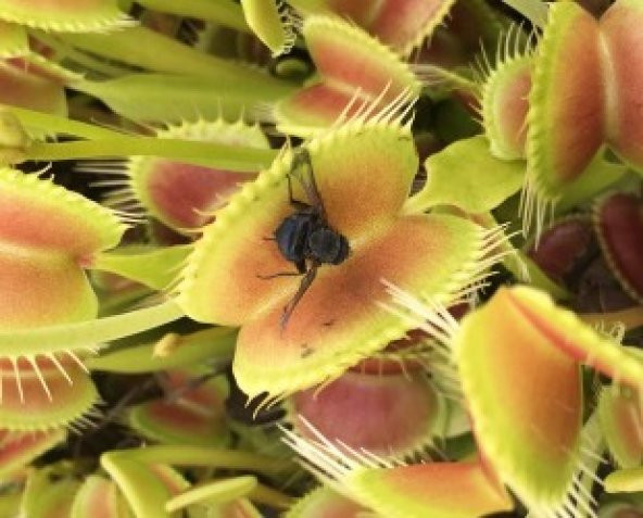 İthal Venus Fly Trap Tohumu Ekim Seti - 3