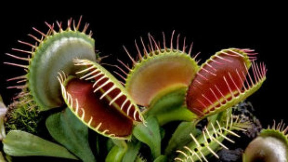İthal Venus Fly Trap Tohumu Ekim Seti - 4