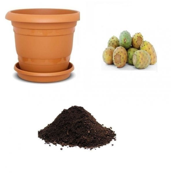 Nadir Papuç İncir Tohumu Ekim Seti