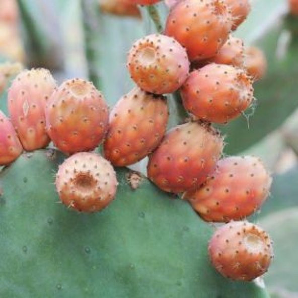 Nadir Papuç İncir Tohumu Ekim Seti - 3