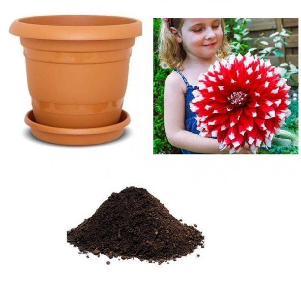 Karışık Dev Dahlia Çiçeği Tohumu Ekim Seti