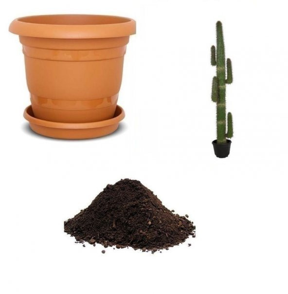 Nadir Peru Kaktüsü Tohumu Ekim Seti