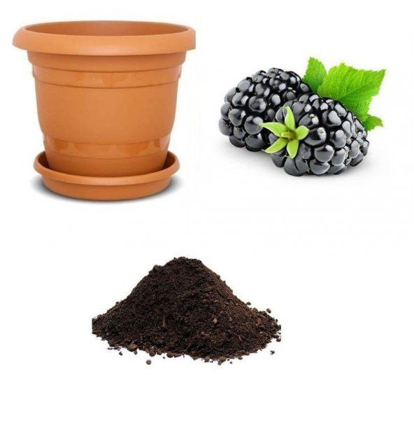 Kara Böğürtlen Tohumu Ekim Seti