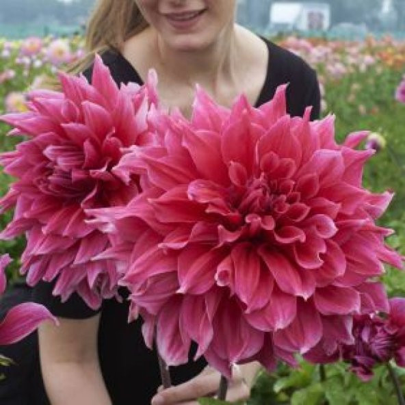 Karışık Dev Dahlia Çiçeği Tohumu Ekim Seti - 3