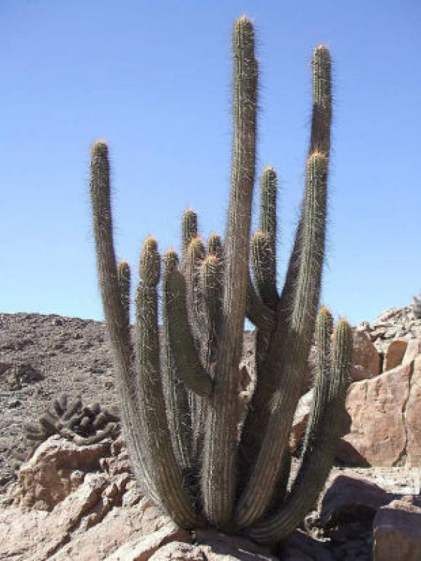 Nadir Peru Kaktüsü Tohumu Ekim Seti - 3
