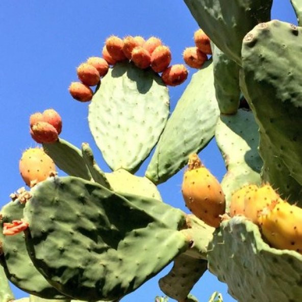 Nadir Dikenli İncir Tohumu Ekim Seti - 5