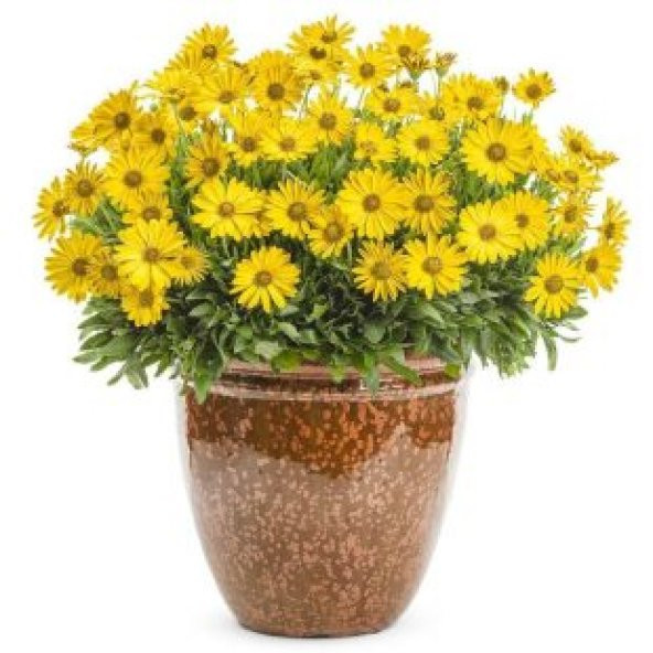 Sarı Papatya Tohumu Ekim Seti - 2