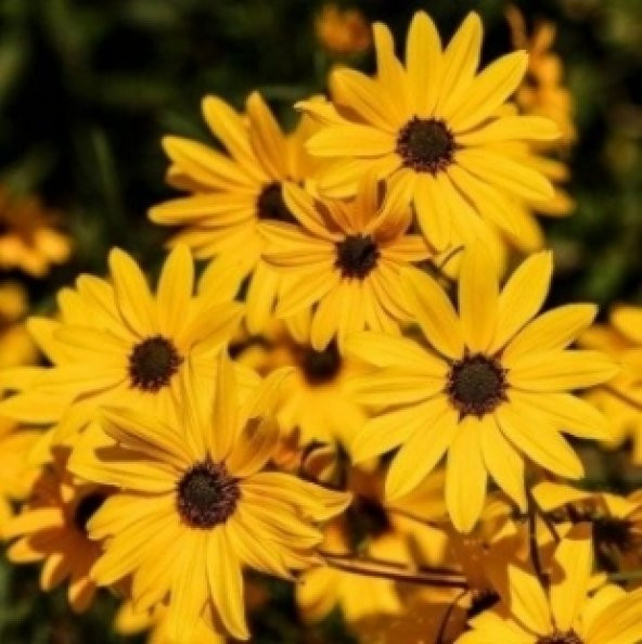 Sarı Papatya Tohumu Ekim Seti - 3