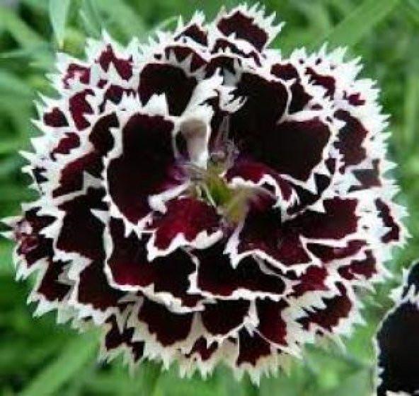 Karışık Çin Karanfili Tohumu Ekim Seti - 4