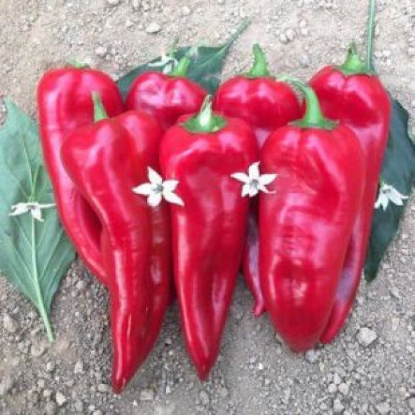 Közlemelik Biber Tohumu Ekim Seti - Resim 4