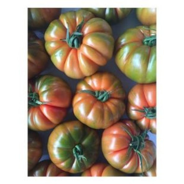 Yayla Domatesi Tohumu Ekim Seti - 3