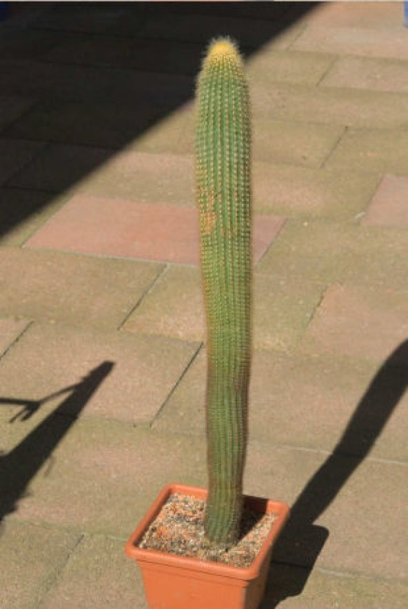 Nadir Peru Kaktüsü Tohumu Ekim Seti - 5