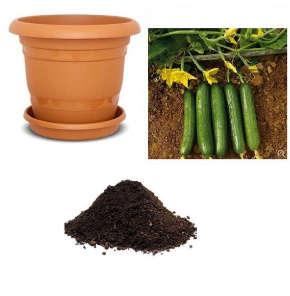 Meşhur Çengelköy Salatalık Tohumu Ekim Seti