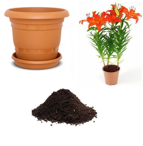 Nadir İthal Arpa Zambak Tohumu Ekim Seti