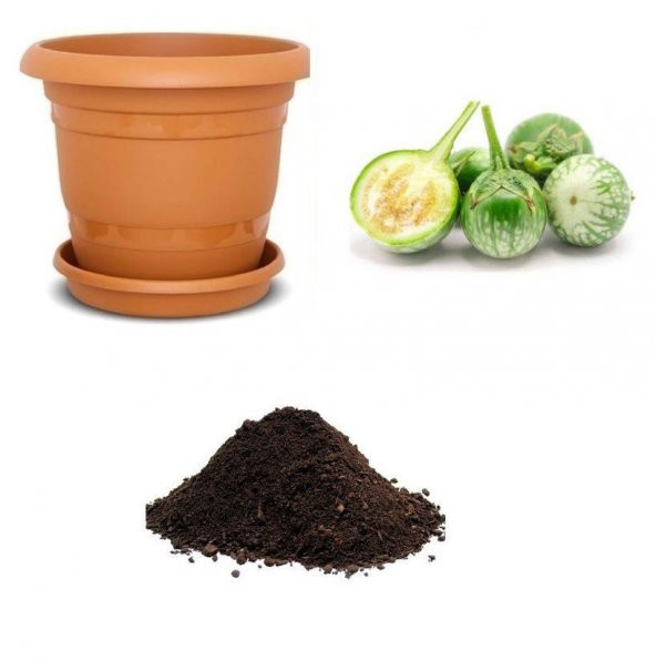 İthal Yeşil Dolmalık Patlıcan Tohumu Ekim Seti