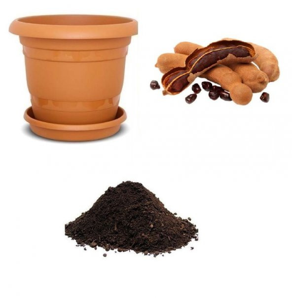 İthal Tamarind Tohumu Ekim Seti ürün görseli