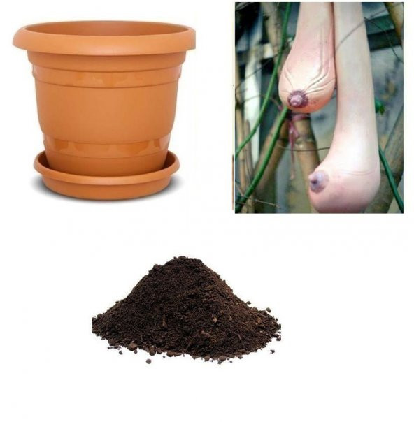 İthal Vietnam Süs Kabağı Tohumu Ekim Seti