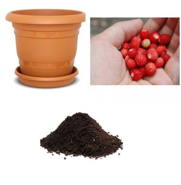 Yayılıcı Dağ Çileği Tohumu Ekim Seti