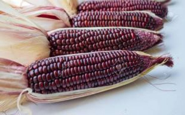 İthal Mor Bolivya Mısırı Tohumu Ekim Seti - Resim 3