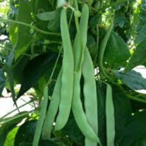 Demir Magnumax Fasulye Tohumu Ekim Seti - Resim 3