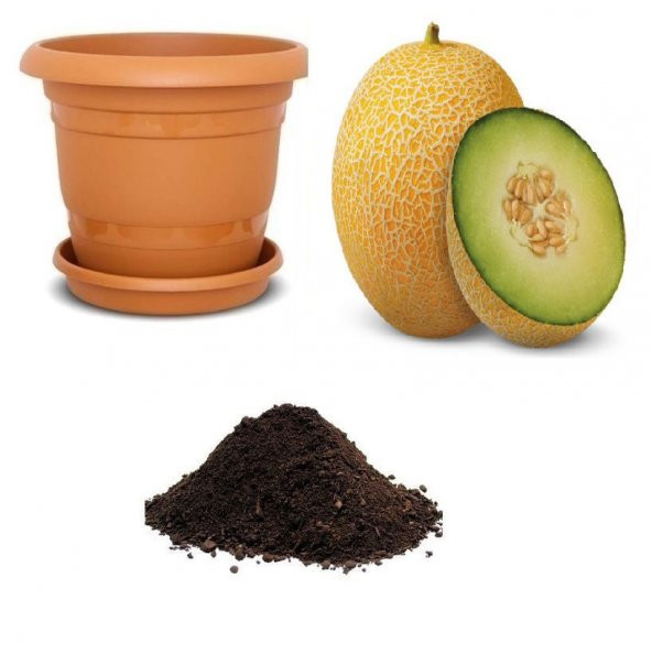 Ananas Kavun Tohumu Ekim Seti
