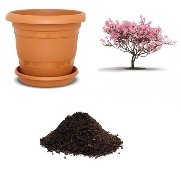Pembe Manolya ağacı Tohumu Ekim Seti