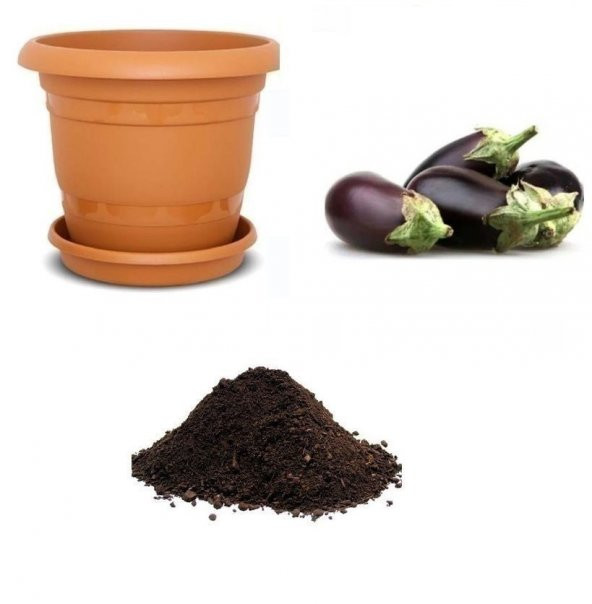 Antep Kurutmalık Patlıcan Tohumu Ekim Seti ürün görseli