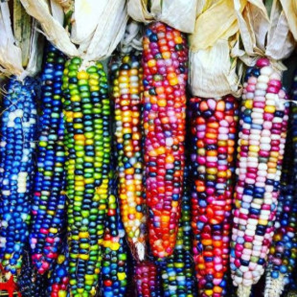 Renkli Mısır Tohumu Ekim Seti - 2