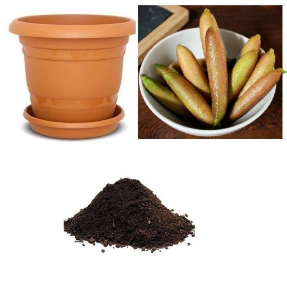 Nadir İthal Parmak Limon Tohumu Ekim Seti - 1