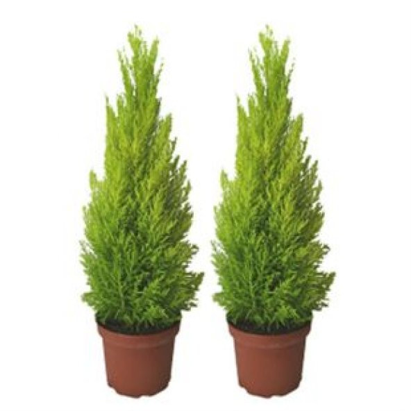 Nadir Limon Servi Ağacı Tohumu Ekim Seti - 4