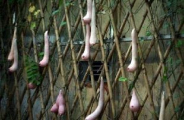 İthal Vietnam Süs Kabağı Tohumu Ekim Seti - 4