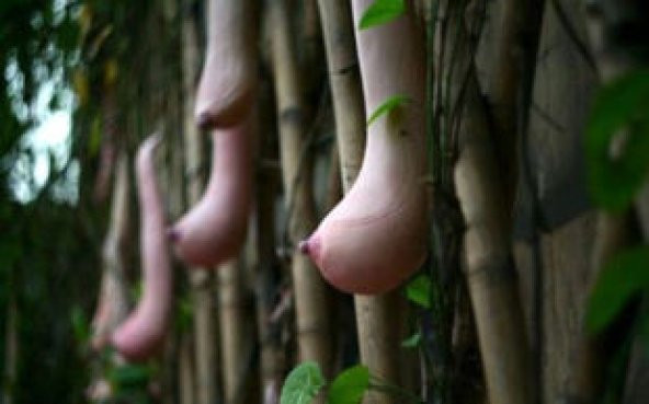 İthal Vietnam Süs Kabağı Tohumu Ekim Seti - 5