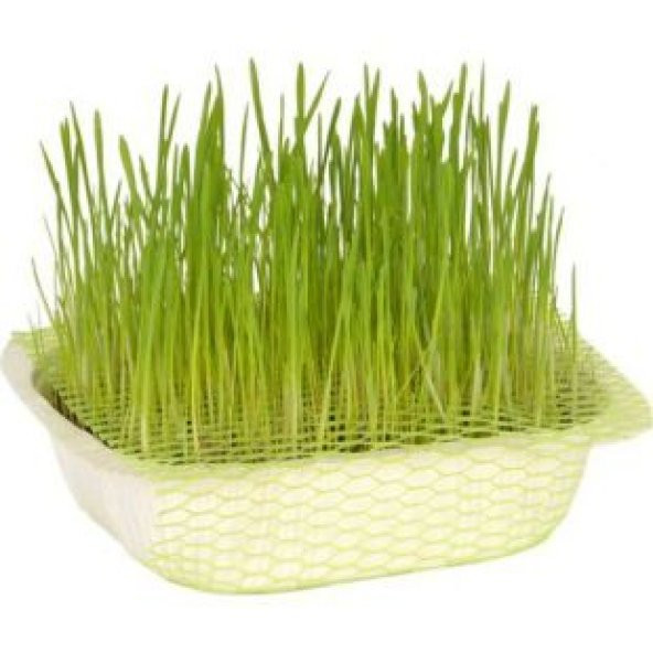 İthal Kedi Çimi Tohumu Ekim Seti - 3